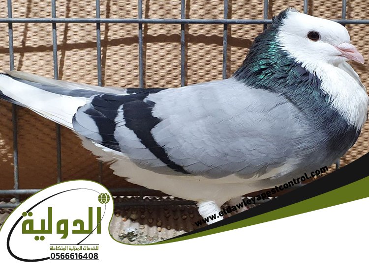 شركة مكافحة الحمام بمكة 5 شركة مكافحة الحمام بمكة