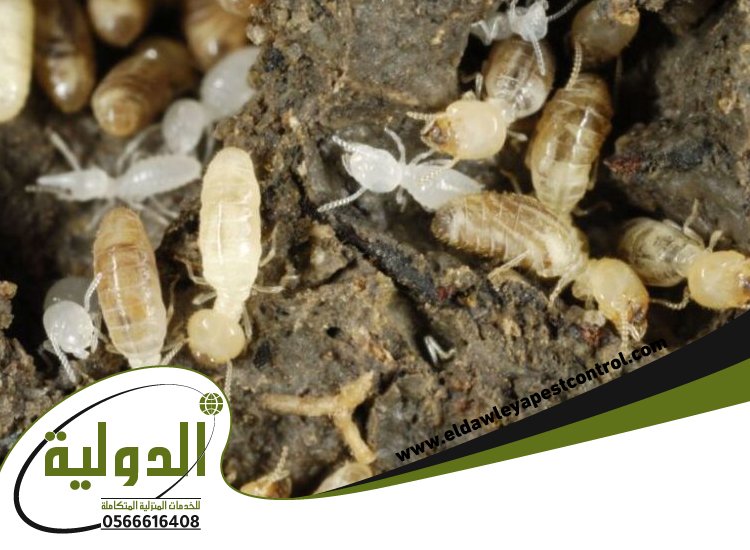 مكافحة النمل الابيض قبل البناء بجدة 1 مكافحة النمل الابيض قبل البناء بجدة