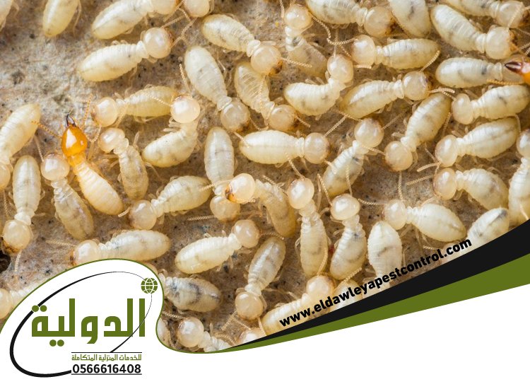 مكافحة النمل الابيض قبل البناء بجدة 3 مكافحة النمل الابيض قبل البناء بجدة