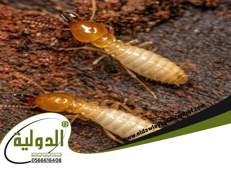 مكافحة النمل الابيض قبل البناء بجدة 4 مكافحة النمل الابيض قبل البناء بجدة