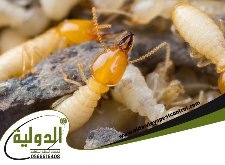 مكافحة النمل الابيض قبل البناء بجدة 5 مكافحة النمل الابيض قبل البناء بجدة