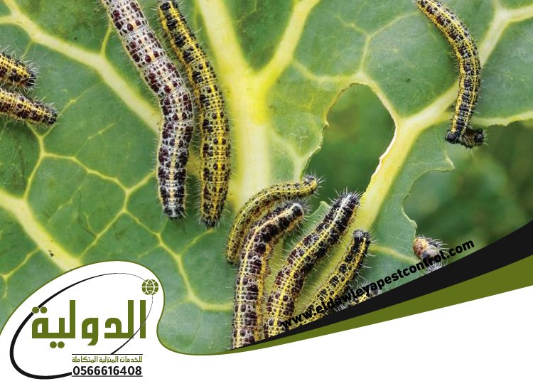 شركة مكافحة الربية بمكة 5 خدمات مكة