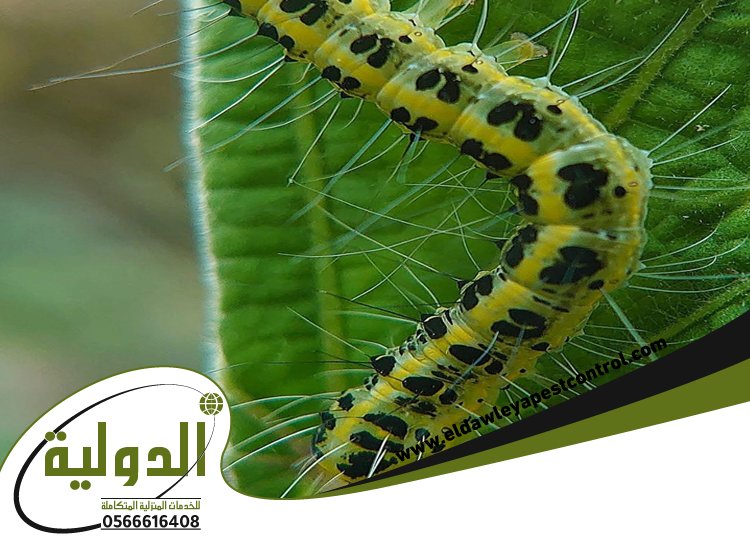 شركة مكافحة الربية بمكة 3 شركة مكافحة الربية بمكة