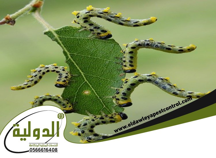 شركة مكافحة الربية بمكة 4 شركة مكافحة الربية بمكة