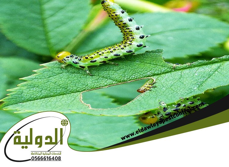 شركة مكافحة الربية بمكة 5 شركة مكافحة الربية بمكة