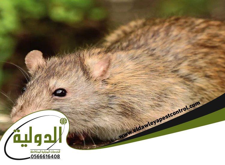 شركة مكافحة فئران بمكة 5 شركة مكافحة فئران بمكة