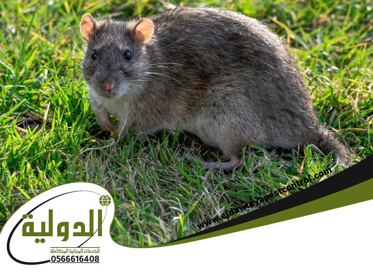 شركة مكافحة فئران بمكة 4 شركة مكافحة فئران بمكة