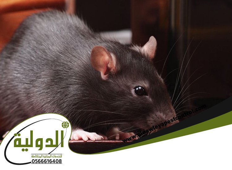شركة مكافحة فئران بمكة 3 شركة مكافحة فئران بمكة
