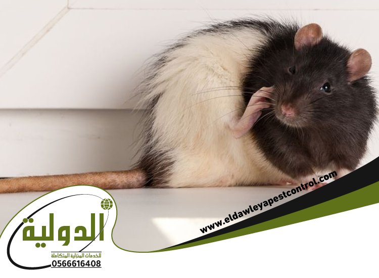 شركة مكافحة فئران بمكة 21 خدمات مكة