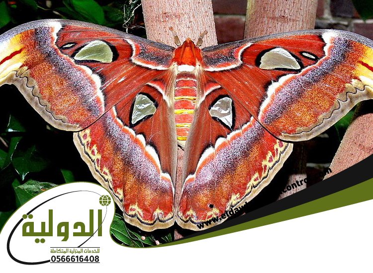 شركة مكافحة العتة بالقنفذه 5 شركة مكافحة العتة بالقنفذه