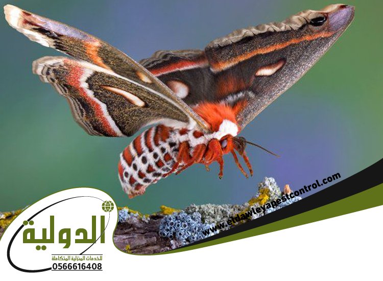 شركة مكافحة العتة بالقنفذه 3 شركة مكافحة العتة بالقنفذه