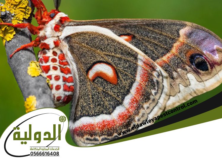 شركة مكافحة العتة بالقنفذه 4 شركة مكافحة العتة بالقنفذه