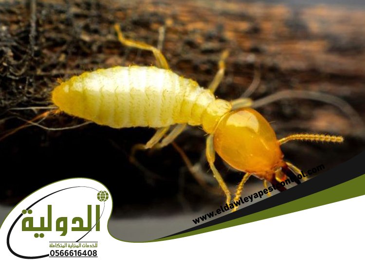 شركة مكافحة النمل الابيض بالقنفذه 5 شركة مكافحة النمل الابيض بالقنفذه