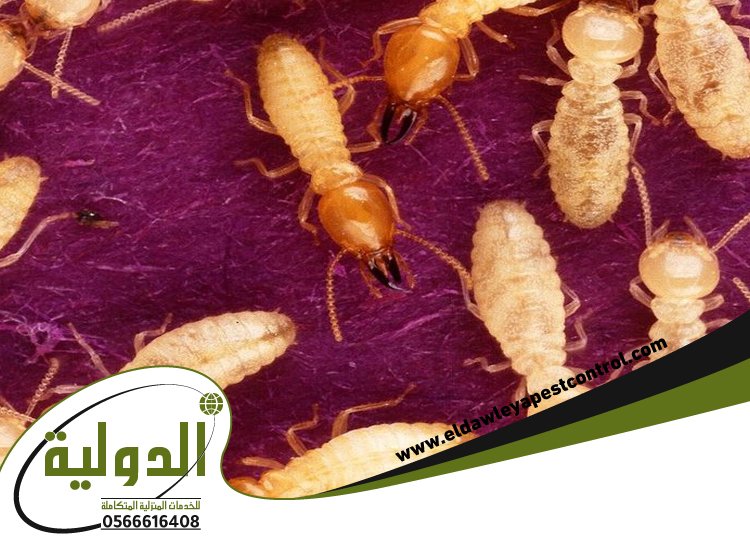 شركة مكافحة النمل الابيض بالقنفذه 4 شركة مكافحة النمل الابيض بالقنفذه