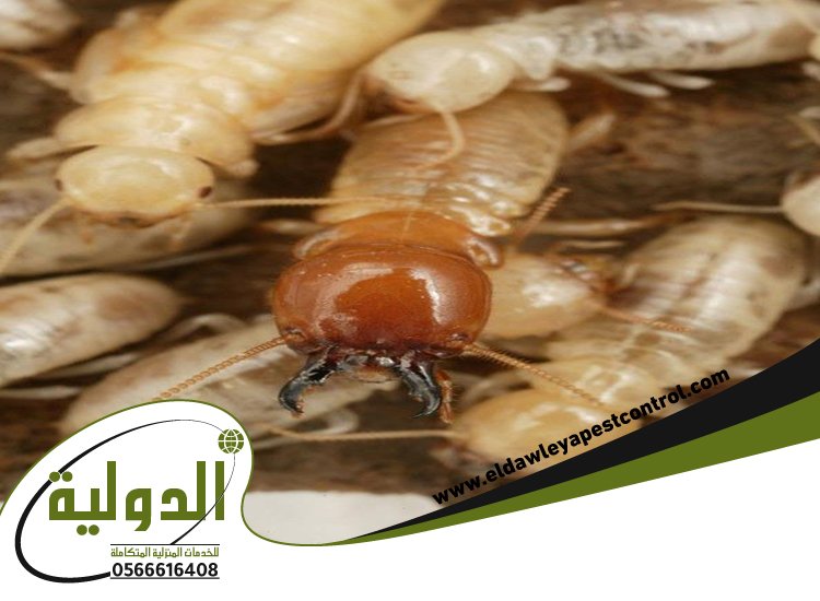شركة مكافحة النمل الابيض بالقنفذه 3 شركة مكافحة النمل الابيض بالقنفذه