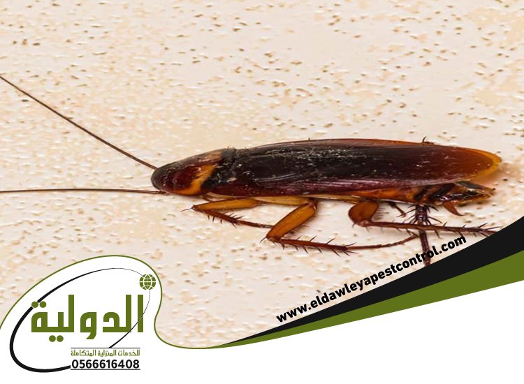 شركة مكافحة الصراصير بينبع 4 شركة مكافحة الصراصير بينبع