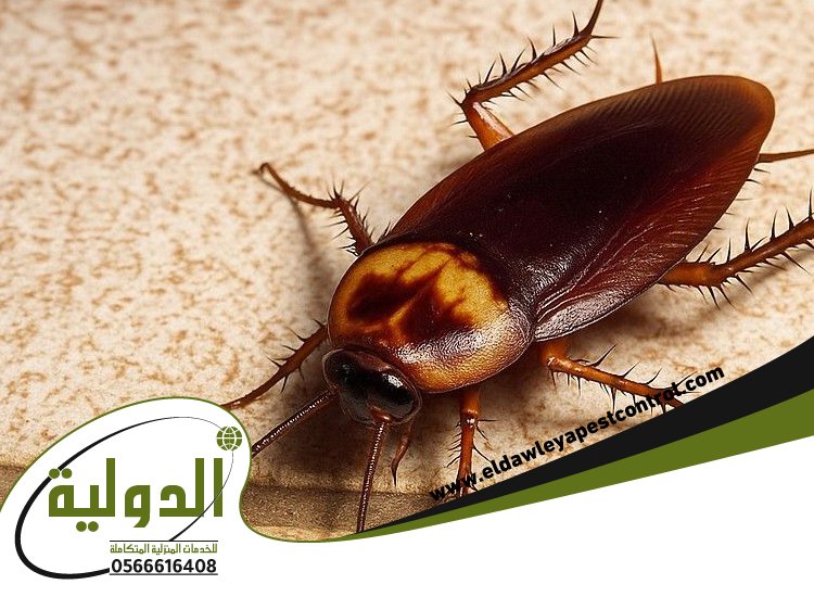 شركة مكافحة الصراصير بينبع