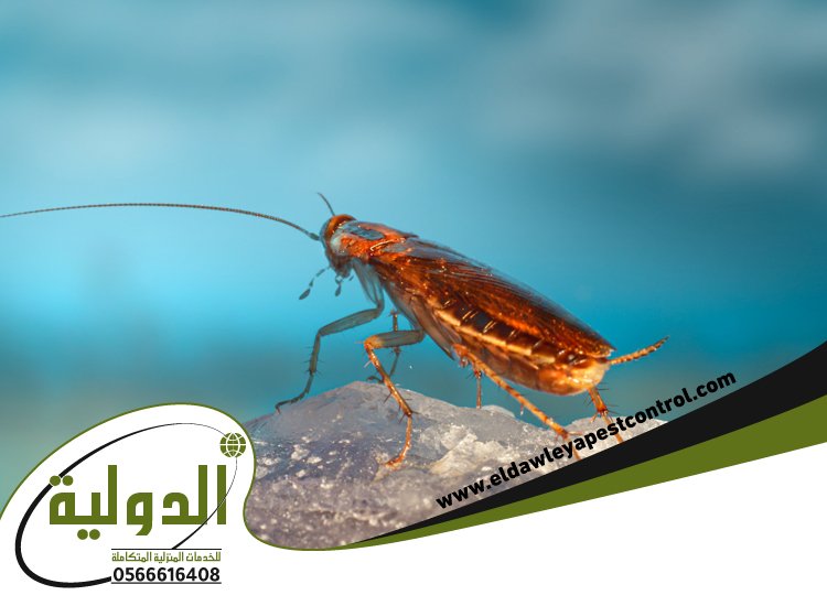 شركة مكافحة الصراصير بجدة 4 شركة مكافحة الصراصير بجدة