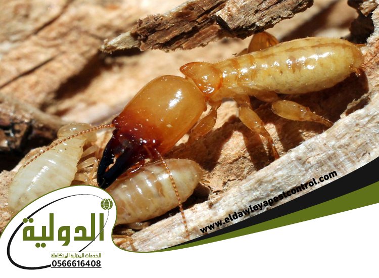 شركة مكافحة العتة بخليص 208 شركة مكافحة النمل الابيض بالطائف