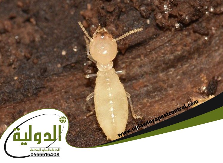 شركة مكافحة العتة بخليص 3 شركة مكافحة العتة بخليص