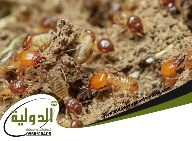 شركة مكافحة العتة بخليص 4 شركة مكافحة العتة بخليص