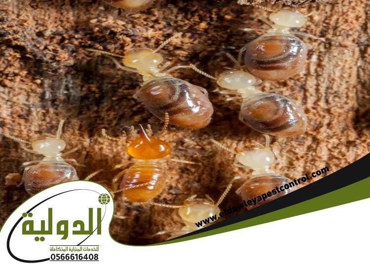 شركة مكافحة العتة بخليص 5 شركة مكافحة العتة بخليص