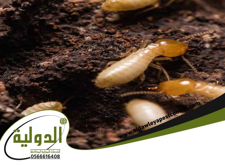 شركة مكافحة العتة بالروضة 17 شركة مكافحة العتة بالروضة