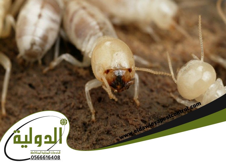 شركة مكافحة العتة بالروضة 3 شركة مكافحة العتة بالروضة