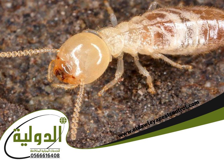شركة مكافحة العتة بالروضة 4 شركة مكافحة العتة بالروضة