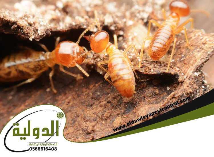 شركة مكافحة العتة بالروضة 5 شركة مكافحة العتة بالروضة