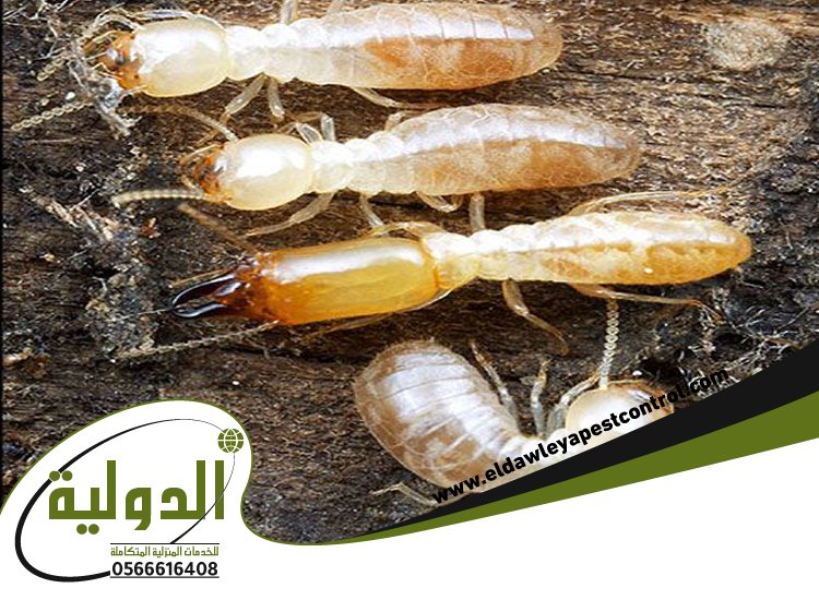 شركة مكافحة العتة بالقنفذه 5 شركة مكافحة العتة بالقنفذه