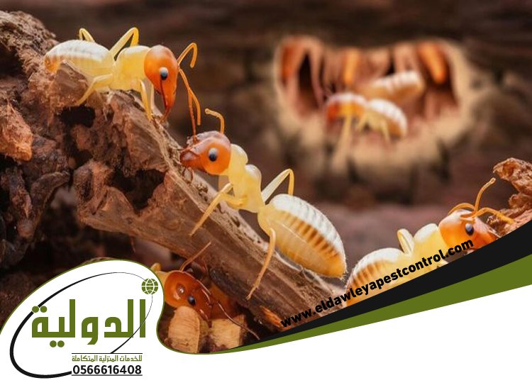 شركة مكافحة العتة بالقنفذه 4 شركة مكافحة العتة بالقنفذه