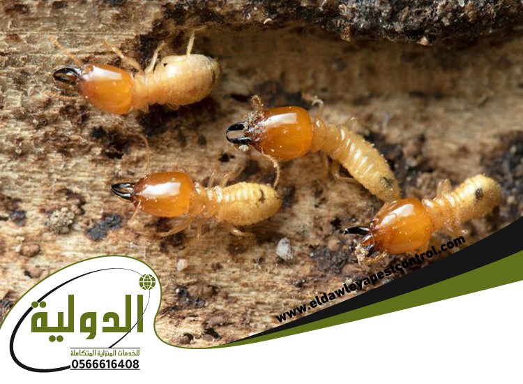 شركة مكافحة العتة بالقنفذه 3 شركة مكافحة العتة بالقنفذه