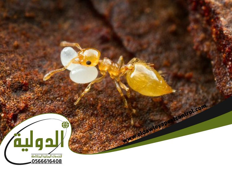 شركة مكافحة العتة بالقنفذه خصم 50% | 0566616408 الشركة الدولية