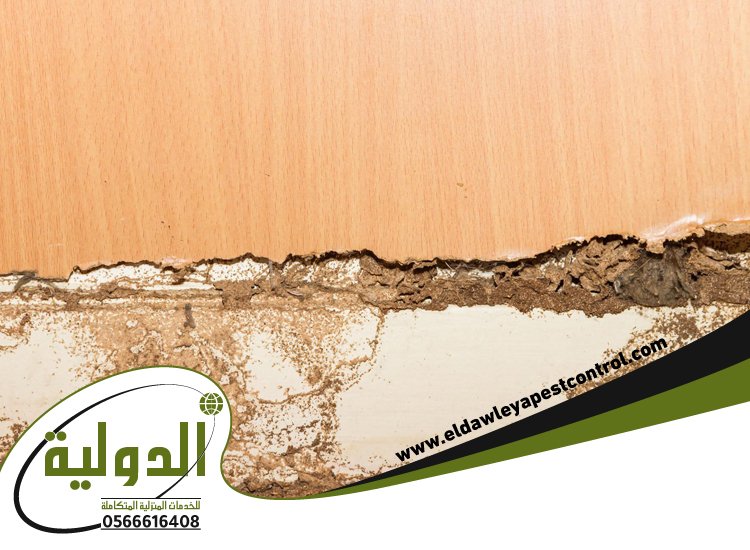 شركة مكافحة الربية بمكة 17 شركة مكافحة الارضة بمكة