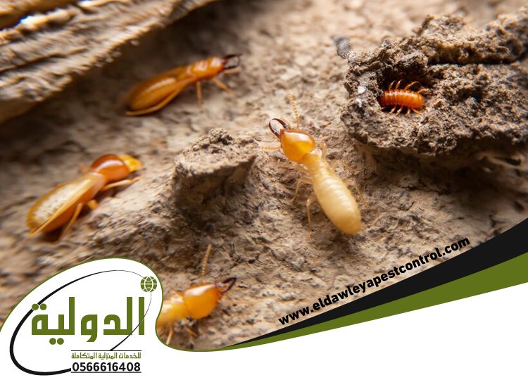 شركة مكافحة العته برابغ 3 شركة مكافحة العته برابغ