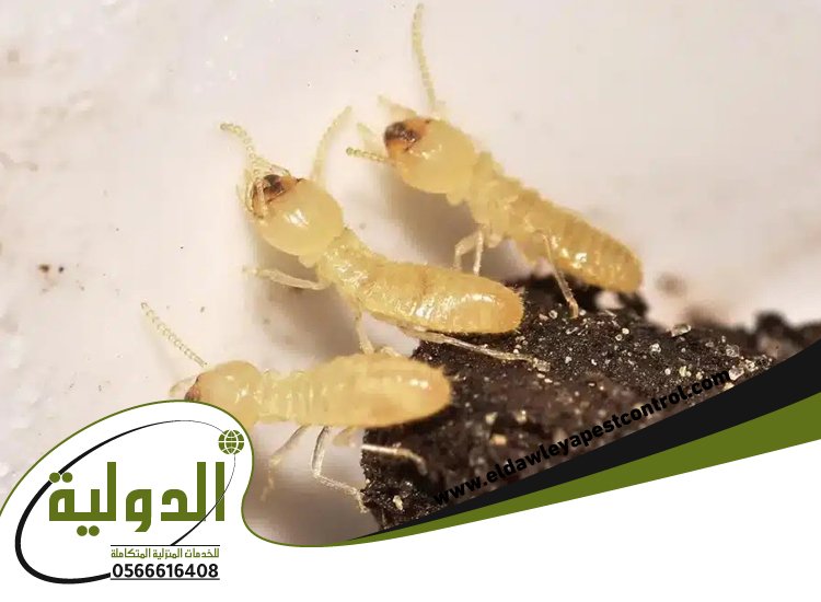 شركة مكافحة العته بجدة 5 شركة مكافحة العته بجدة