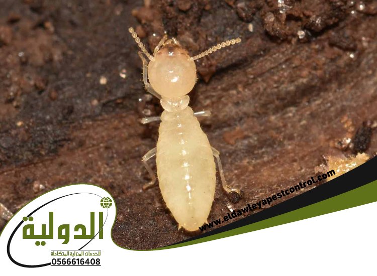 شركة مكافحة العته بجدة 4 شركة مكافحة العته بجدة