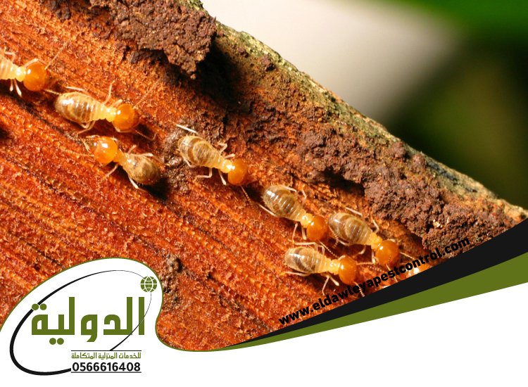 شركة مكافحة العته برابغ