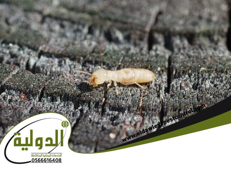 شركة مكافحة العته برابغ 4 شركة مكافحة العته برابغ