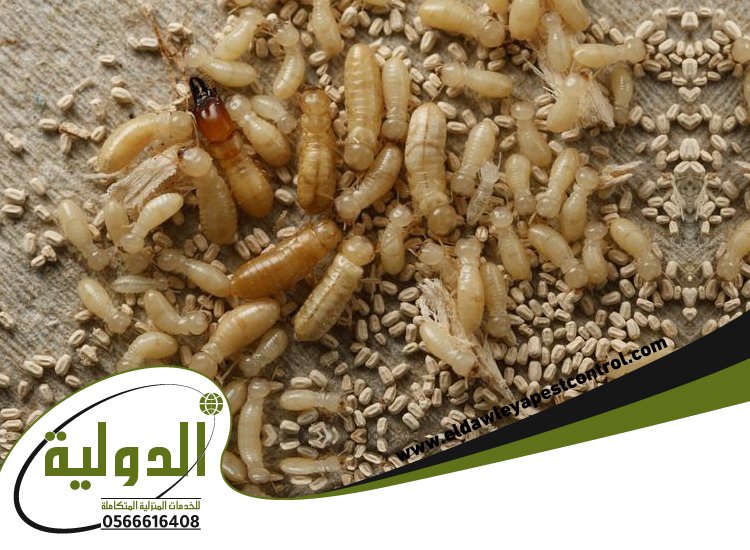 شركة مكافحة العته بلجرشي