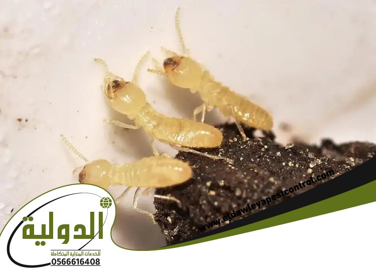 افضل شركة مكافحة العته بمكة 2 شركة مكافحة العته