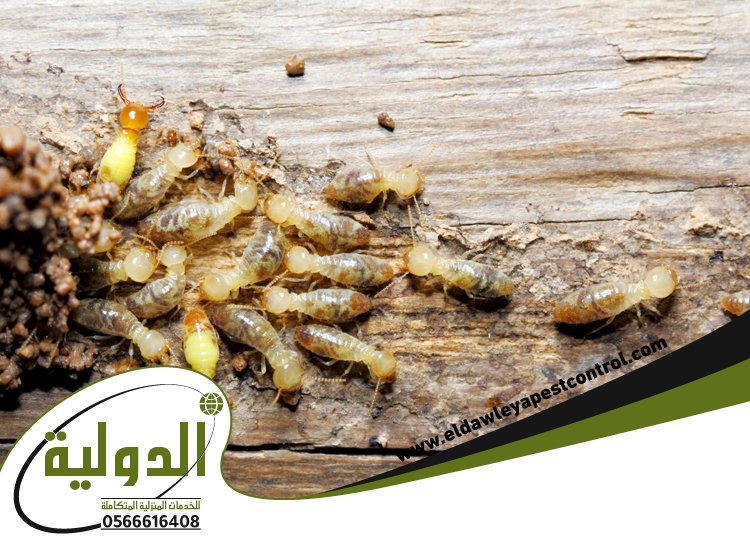 شركة مكافحة العته بلجرشي 3 شركة مكافحة العته بلجرشي