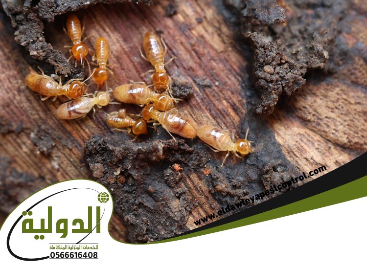 شركة مكافحة العته برابغ 5 شركة مكافحة العته برابغ