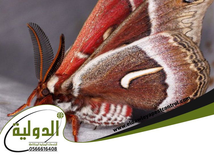 شركة مكافحة العته حي الصفا