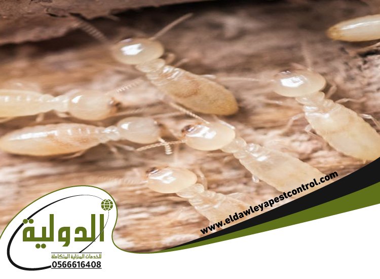 شركة مكافحة العته حي الصفا