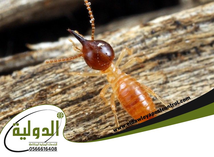 شركة مكافحة العته حي الصفا