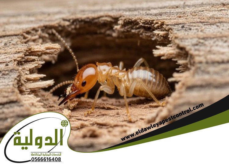 شركة مكافحة العته حي الصفا خصم 50% | 0566616408 الشركة الدولية