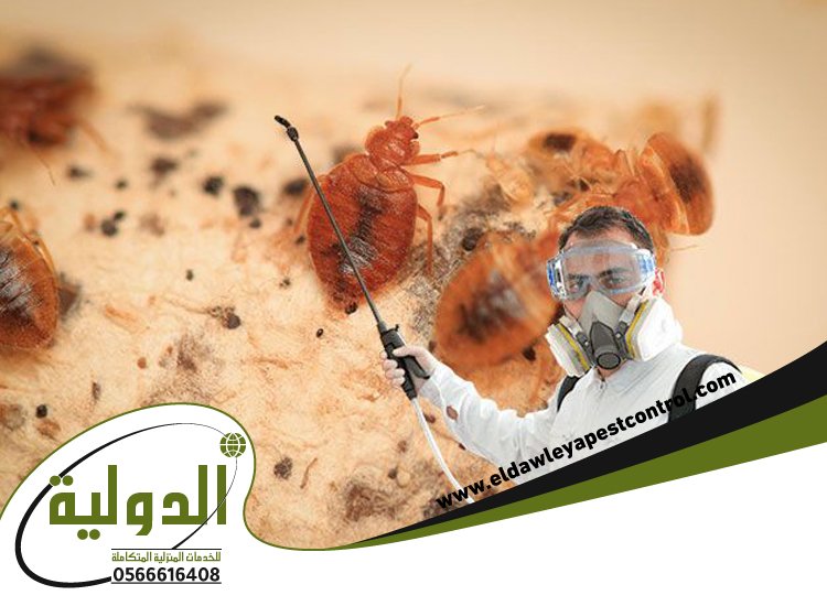 شركة مكافحة حشرات حي الفيصلية