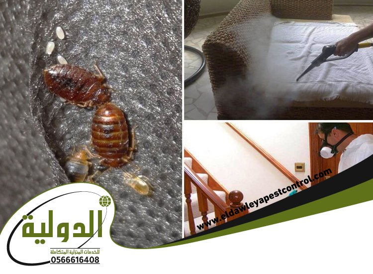 شركة مكافحة حشرات حي الفيصلية 69 خدمات المملكة